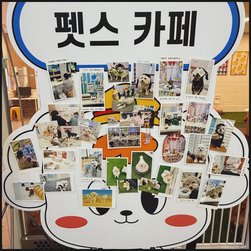 애견카페 피피피 펫스테이션점