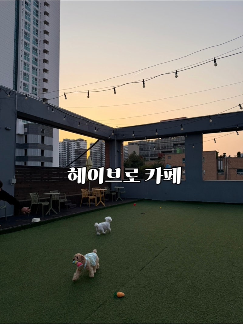 헤이브로