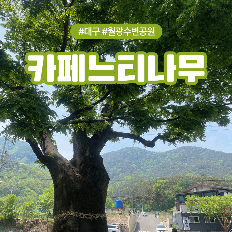  대구 월광수변공원 근처 야외 테라스 애견동반 가능한 카페느티나무