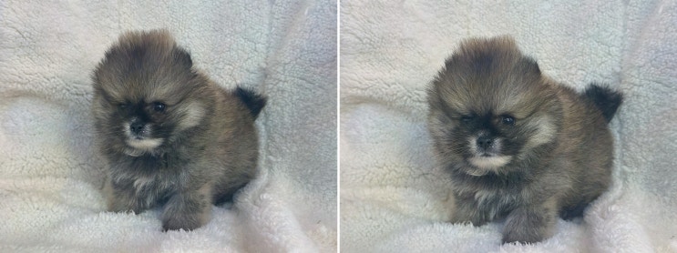  도그마루 강아지고양이 청주점에서 우리를 기다리는 청주고양이분양