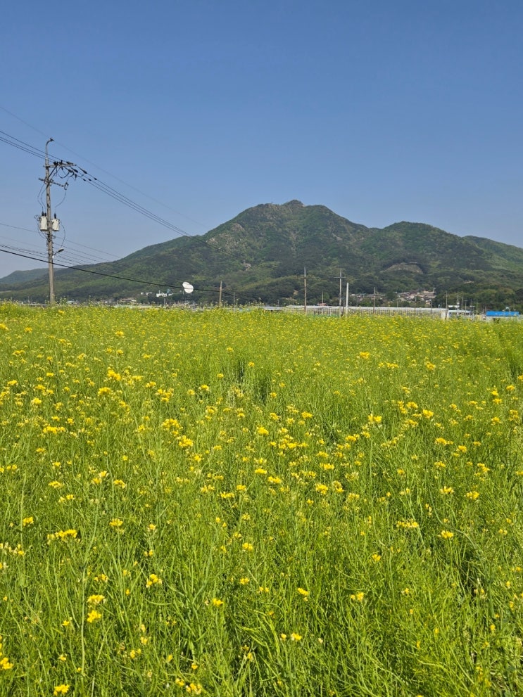  [아산] 송악 815 / 유채꽃