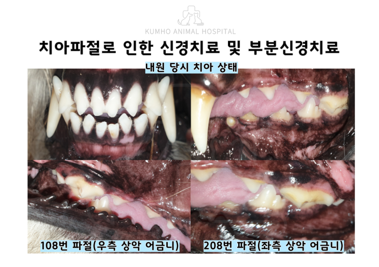 광주 강아지 치과 - 대형견 강아지(삽살개)의 어금니 치아파절로 인한 신경치료 & 부분신경치료 Case[광주 치과 동물병원, 강아지 치아파절, 대형견 치과, 대형견 신경치료]