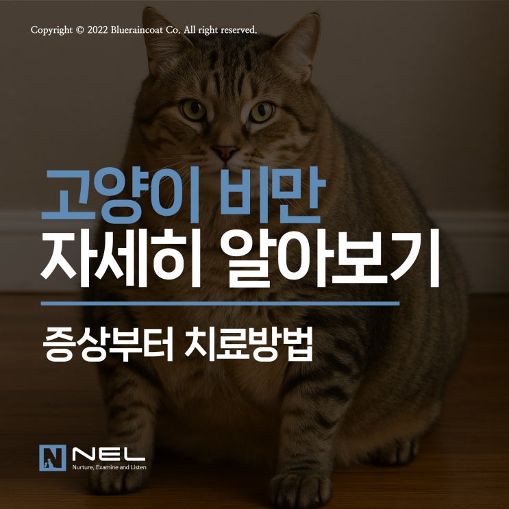  [넬동물의료센터] 통통한? 뚱뚱한 우리 고양이, 비만이 걱정된다면 합병증도 조심하세요!