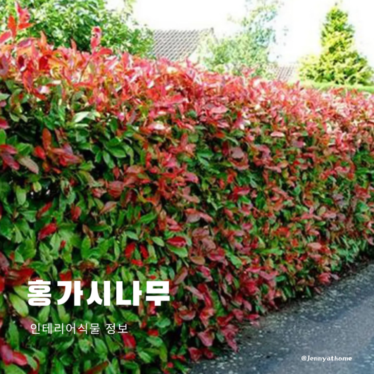 홍가시나무, 포포나무, 감태나무, 수채화고무나무, 가시없는엄나무, 만리향나무 차이점은?