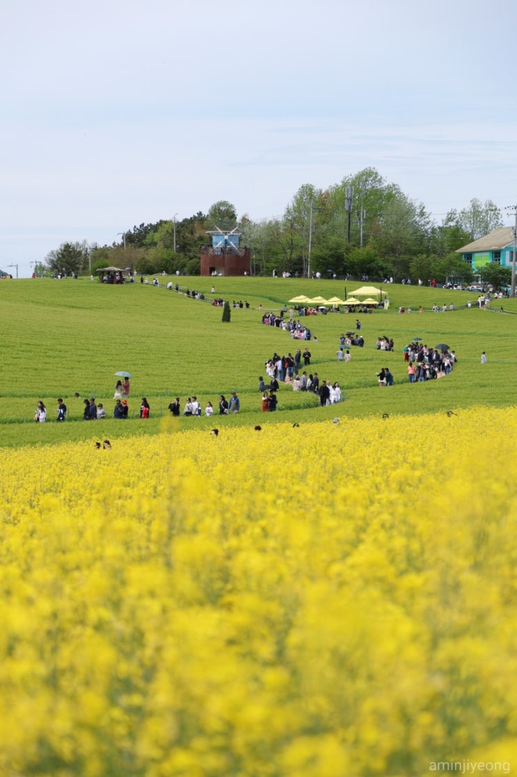  2025 고창 청보리밭 축제 학원농원 4/27 방문 소소한 사진들