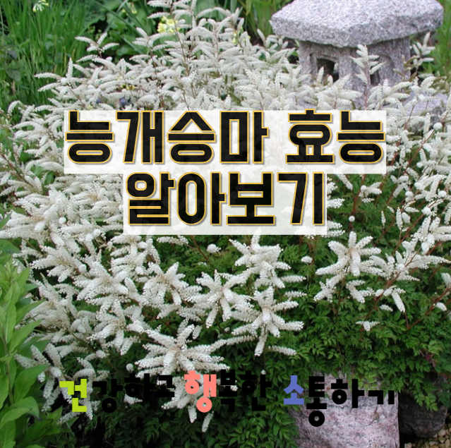  능개승마 효능 알아보기