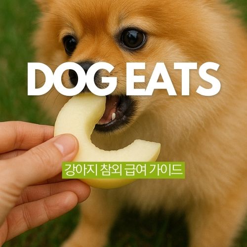  달콤한 과일 강아지 참외 급여 방법 가이드. 주의점은?