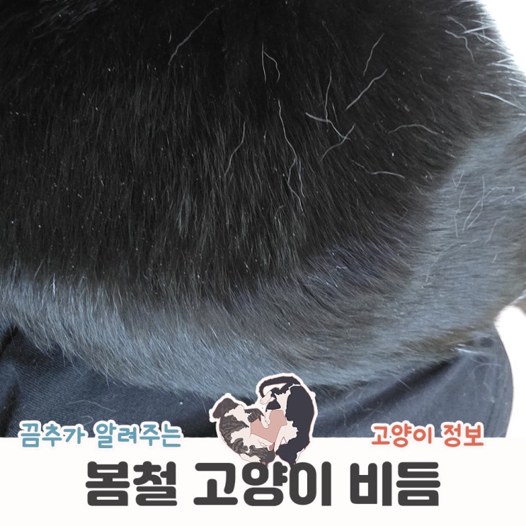  봄철 고양이 비듬 증가의 원인과 관리 방법