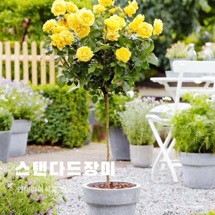  장미종류인 스탠다드장미, 안젤라장미, 맨스필드장미, 오스틴장미, 카탈리나장미 비교