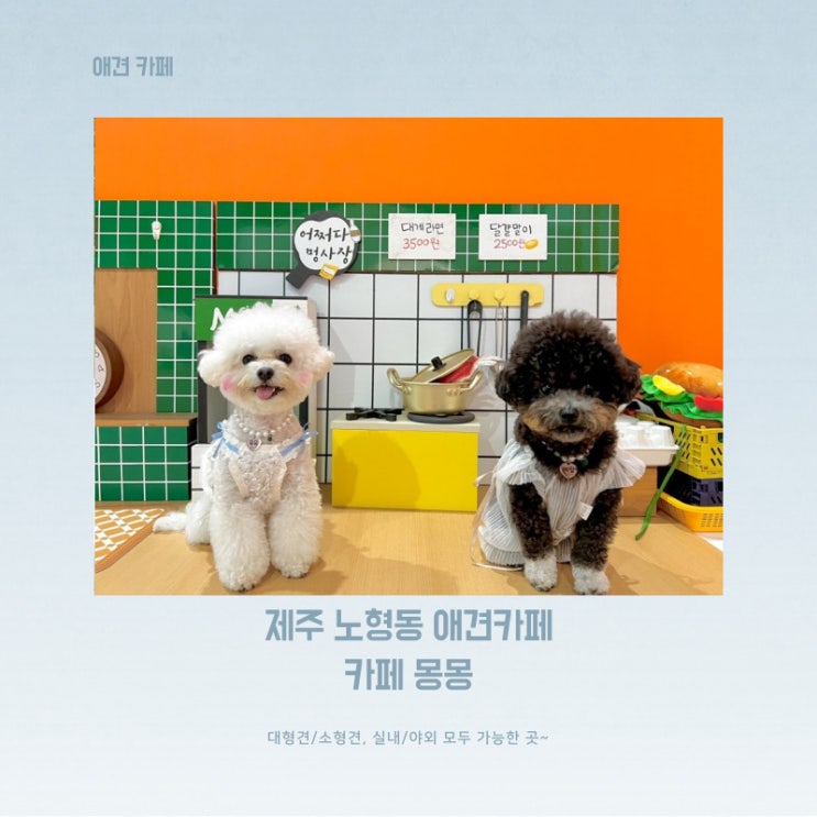  제주 노형동 애견카페 몽몽, 컬러팝과 견생네컷까지 가능한 곳