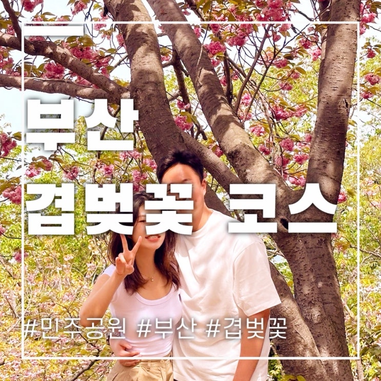  부산겹벚꽃 명소 민주공원 실시간 개화 주차정보