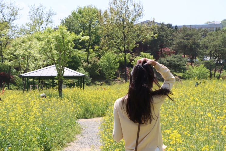  전주 5월 가볼만한곳 전주대 유채꽃 스타정원 산책로