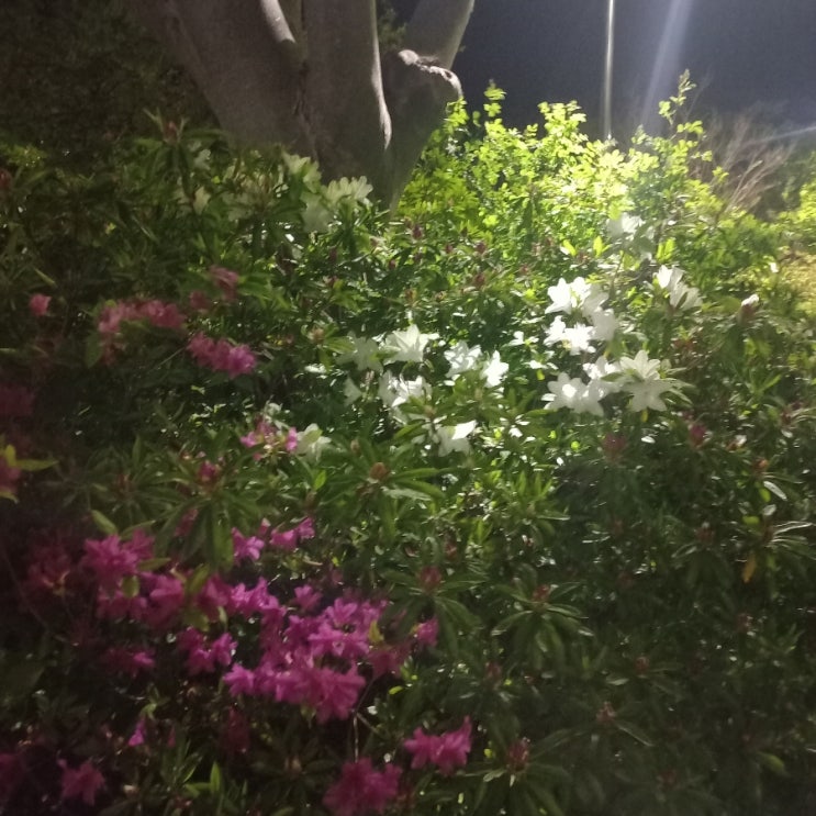  베스트 컷 평화로운 일상에 감사합니다