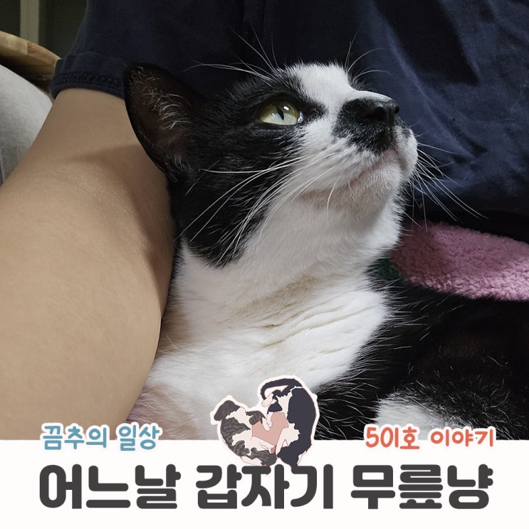  도도까칠한 고양이가 갑자기 무릎에 올라오면...무섭습니다.