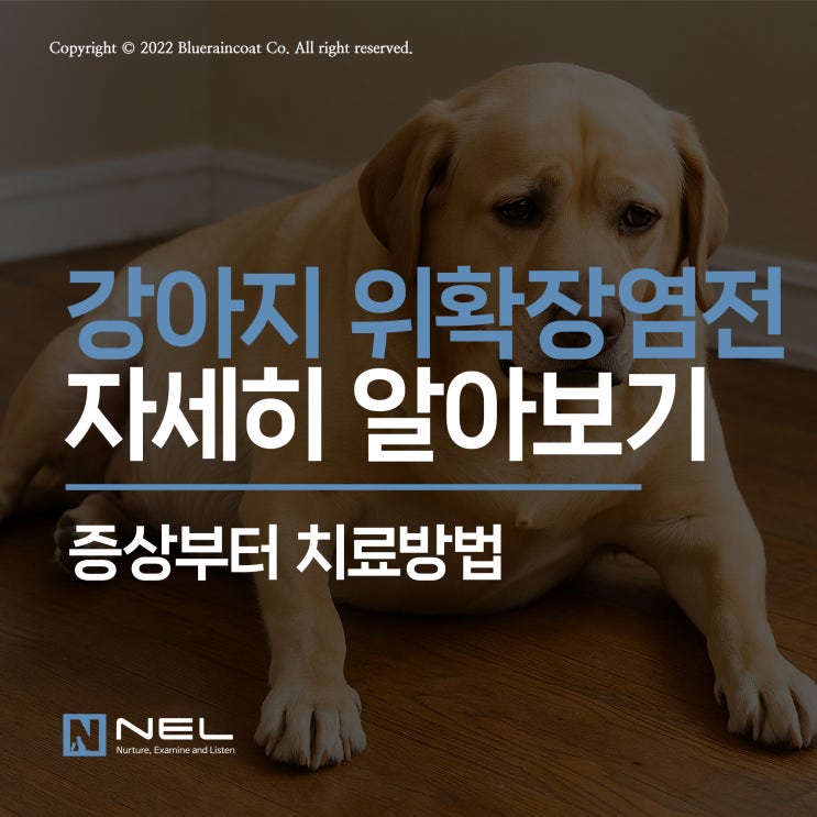  [넬동물의료센터] 대형견과 함께라면 꼭 알아두어야 하는 질환, 강아지 위확장염전(GDV)은 응급상황입니다.