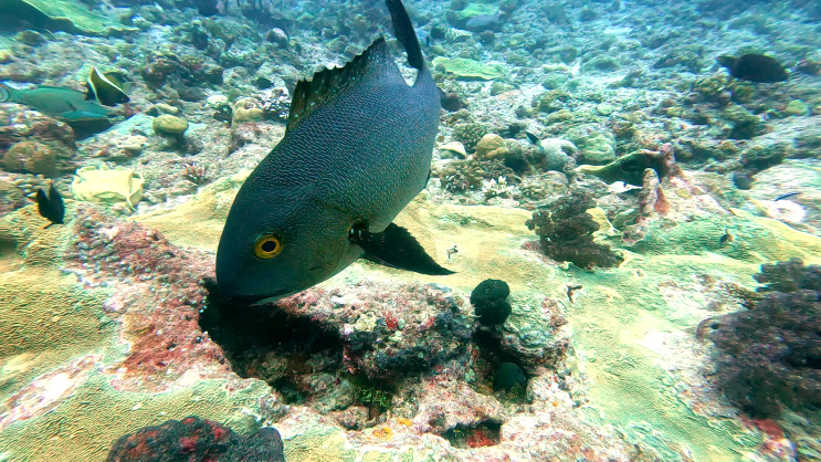  팔라우 블루코너 스쿠버다이빙 어종백과 Humpback Snapper Midnight Snapper Bluespotted cornetfish