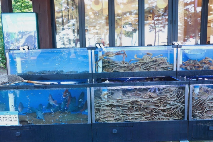  경포대 울진대게횟집에서 대게와 해산물 코스를 즐긴 특별한 날, 강릉 경포대 횟집 맛집