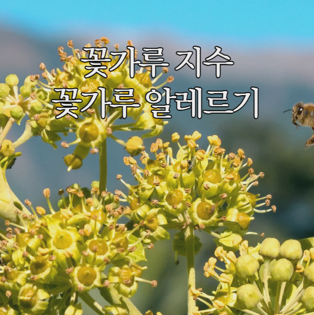  꽃가루지수 높은 날, 꽃가루알레르기 증상과 예방법