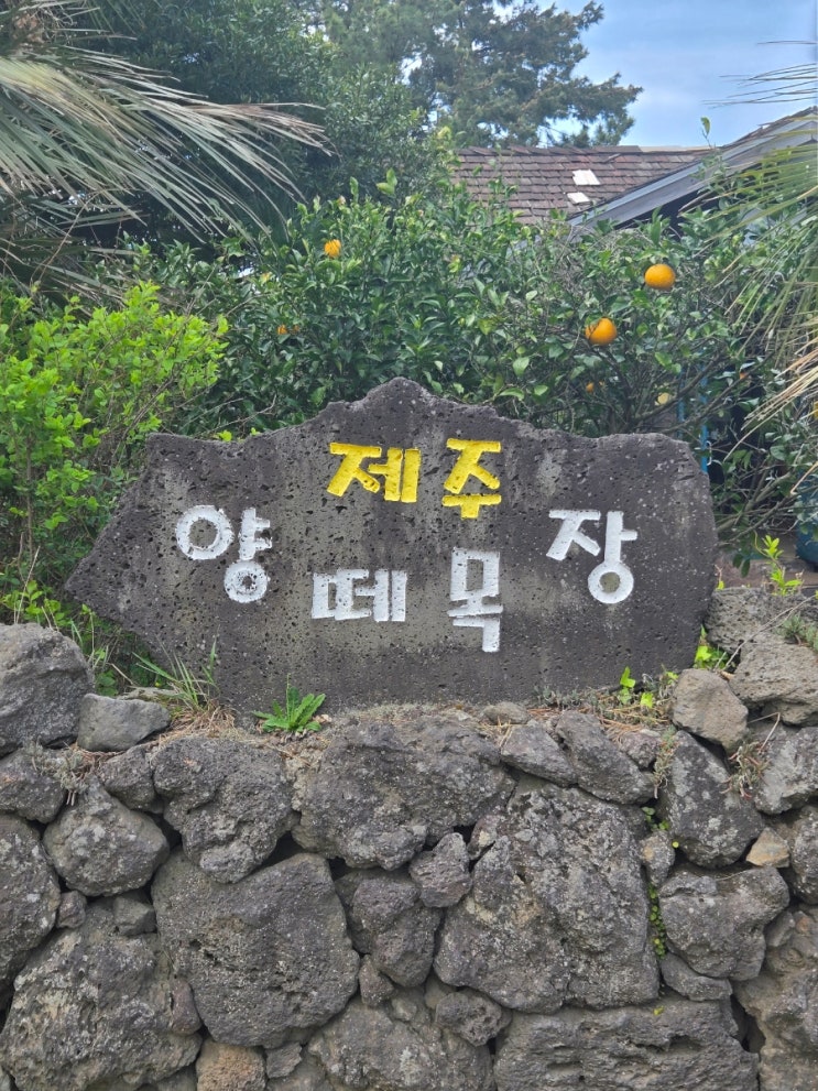  [다빈pick 제주아이와함께] 제주가족여행, 애월 양떼목장