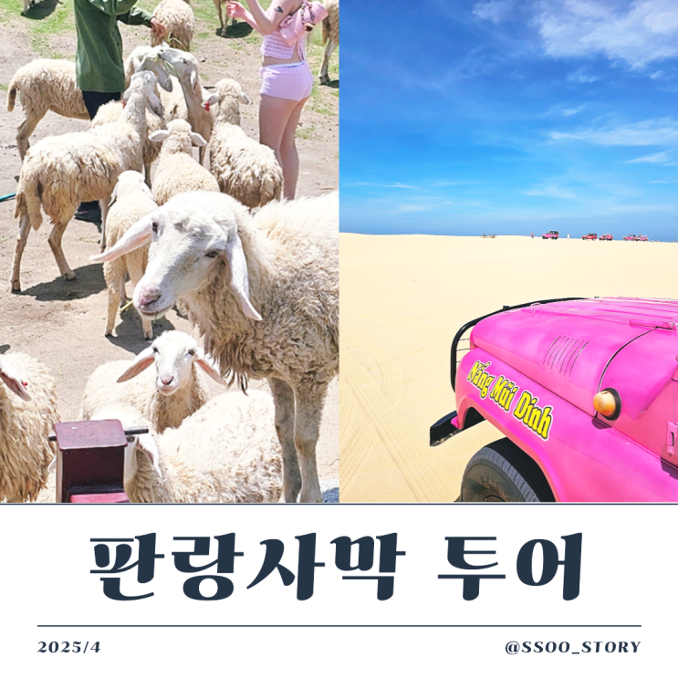  베나자 나트랑 판랑사막투어, 양떼목장 인생샷 꿀팁 및 준비물