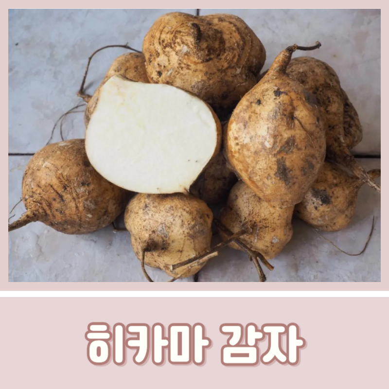 히카마 감자 심는 시기 수확 시기 먹는 법
