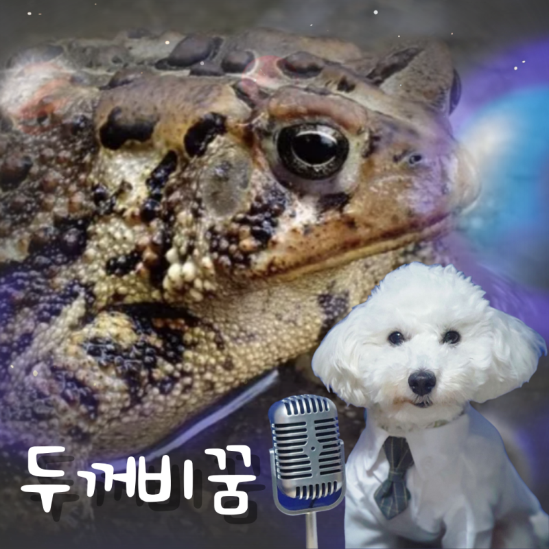 두꺼비 나오는꿈 해몽 완벽 가이드