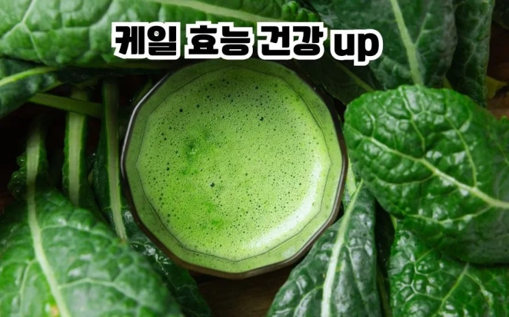  케일 효능 케일 종류 부작용 케일주스 먹는법