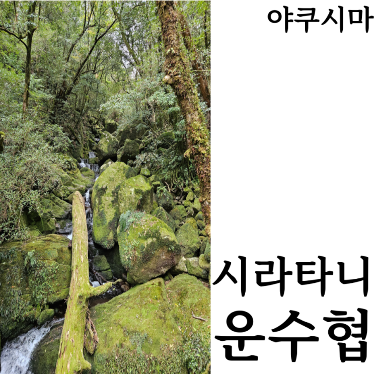  [웰니스여행/야쿠시마]시라타니 운수협  트레킹여행 버스타는법 시간표 요금 입장료 위치