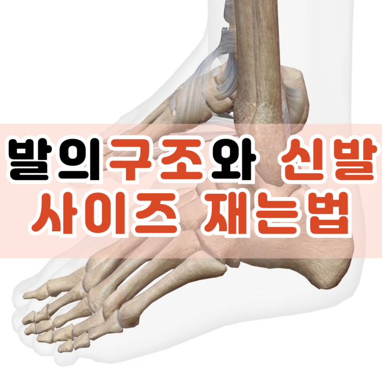  동래헬스장 발의 구조와 신발 사이즈 재는법