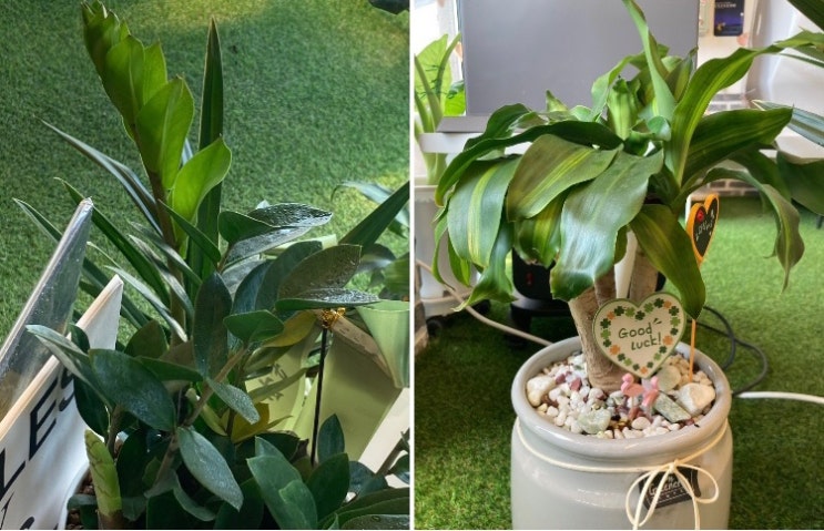  화분 물 주는 방법과 저녁 밥 고르기