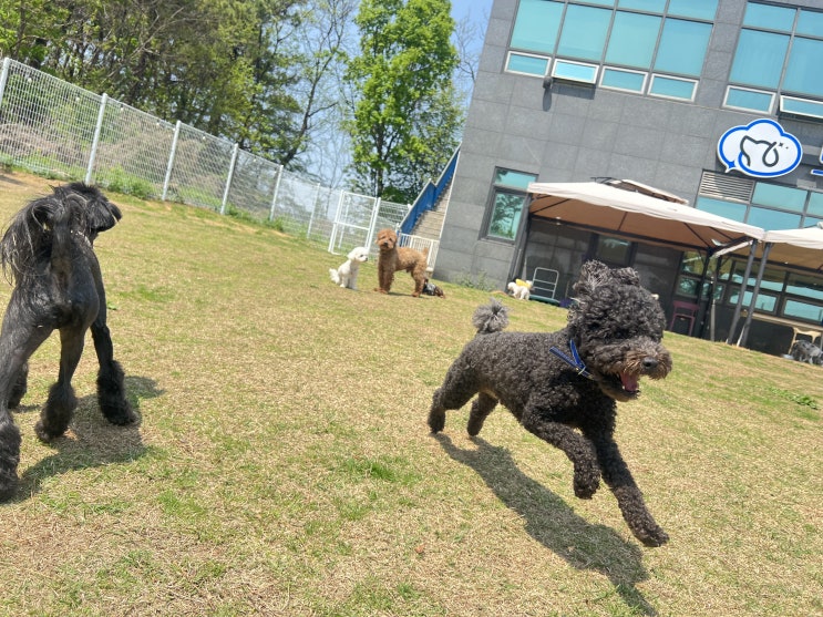  사회성과 짖음문제로 입학한 오태식~![드림애견학교]