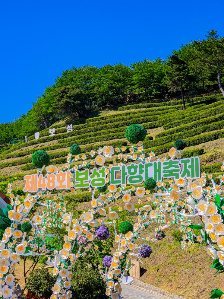  5월 가족여행 추천, 보성차밭 다향대축제 기본정보(녹차다향제, 한국차박물관, 데일리 콘서트)