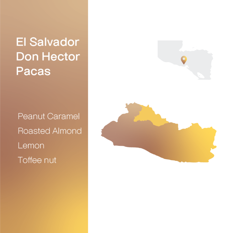  [생두 & 로스팅 리뷰] - 엘살바도르 돈 헥터 파카스 워시드 - El Salvador Don Hector Pacas Washed