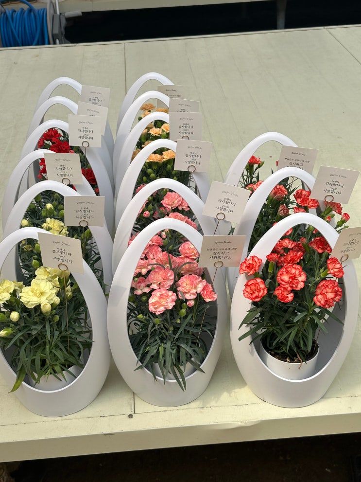  천안 아산 도매 꽃집 카네이션 가성비 좋은 로뎀농원 가격 안내