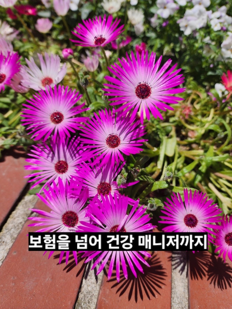 보험을 넘은 건강관리! 교보헬스케어서비스 완전 정복✨