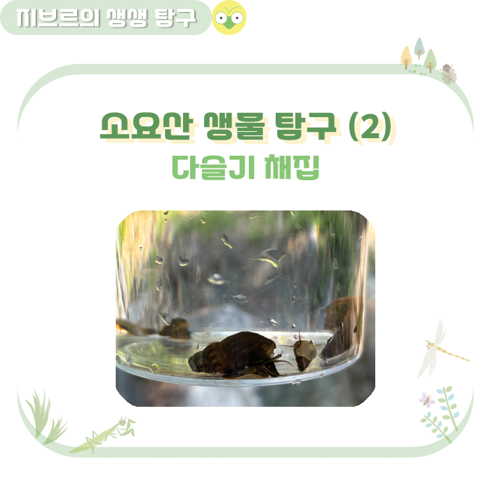 다슬기 채집. 수서 생물 관찰. in 소요산.