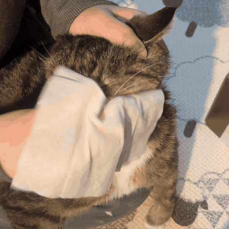  고양이 물티슈_노묘·환묘의 필수 용품 "페피릴리프" 고양이 대나무 페이셜티슈