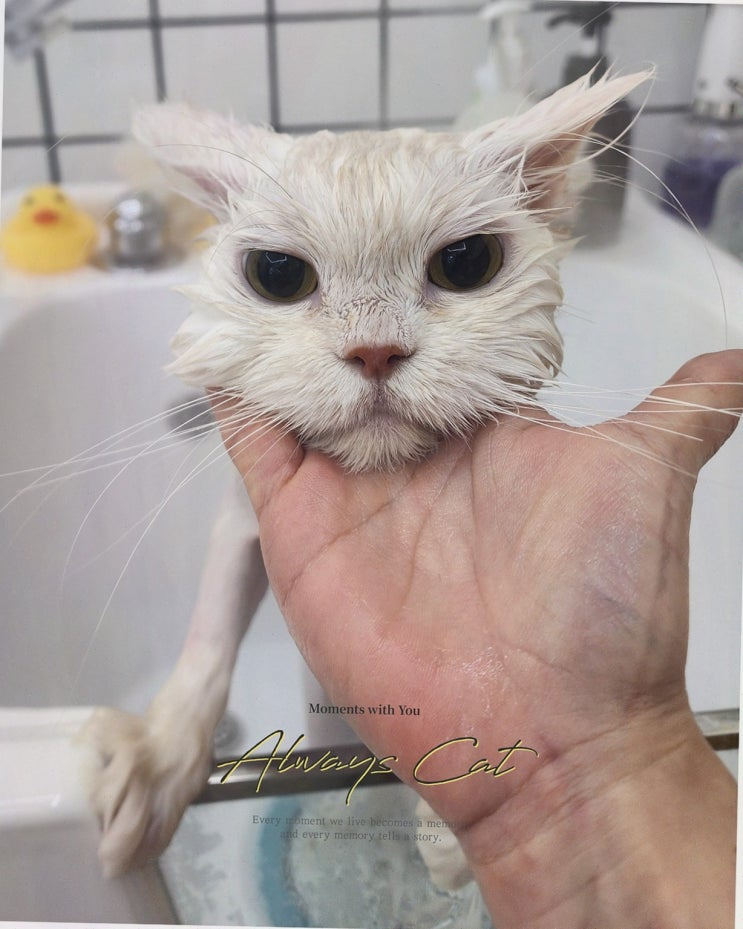  언제나고양이 고양이호텔에서 완벽한 미용 경험을!