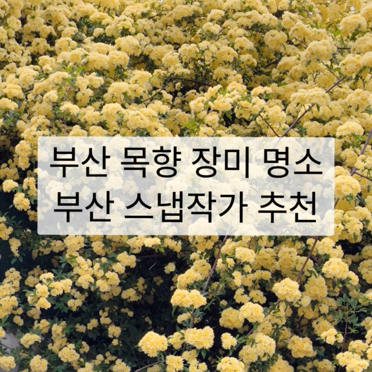  부산 목향장미 숨은 명소 푸른들꽃농원 스냅촬영 작가의 추천 장소