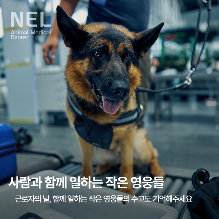 [소식] 근로자의 날, 사람과 함께 일하는 강아지들의 이야기