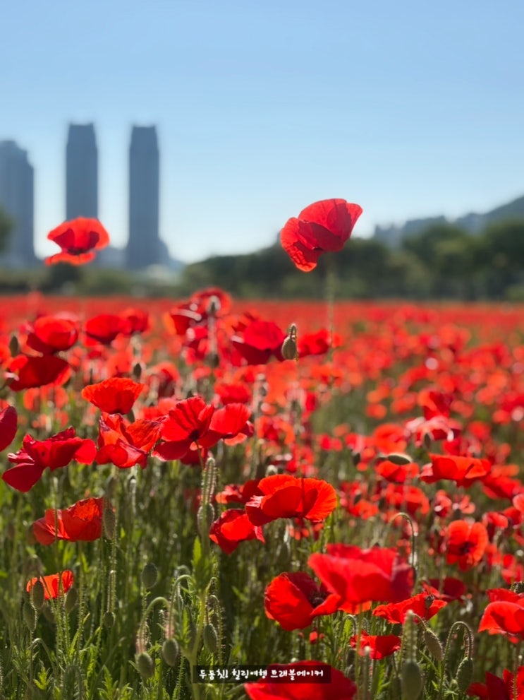  태화강국가정원 봄꽃축제 개화현황, 5월 가볼만한 곳