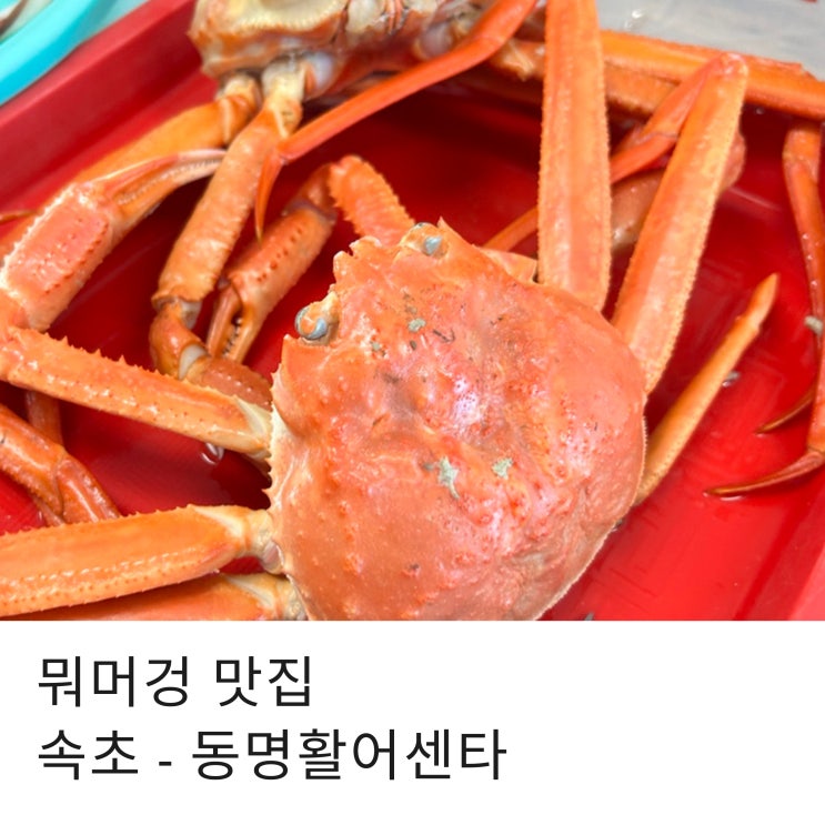  속초 당일치기 먹방여행기 아침 물곰탕먹고 , 디저트로 동명 활어센터 다녀온 후기