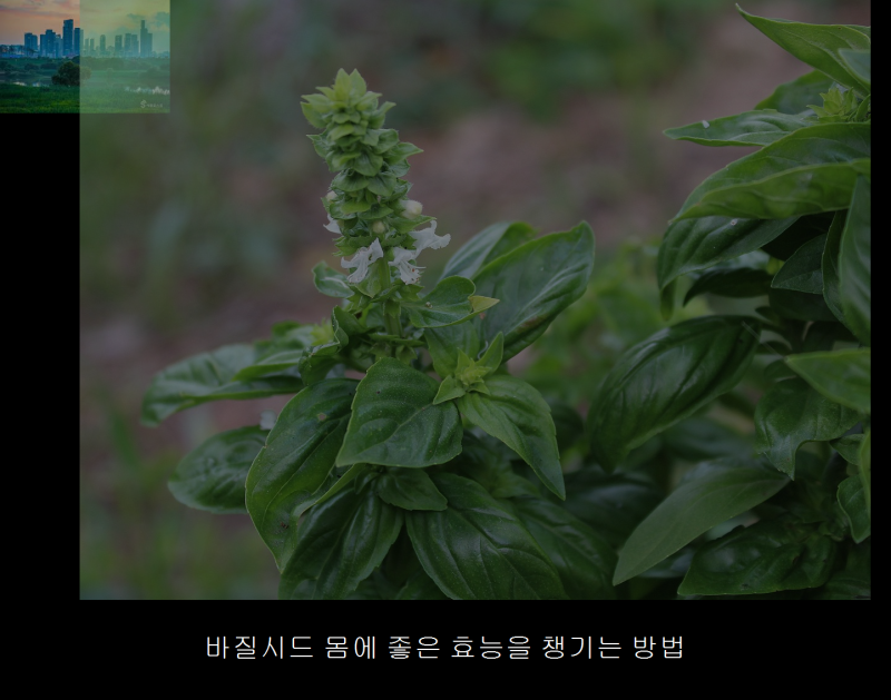 바질시드 몸에 좋은 효능을 챙기는 방법