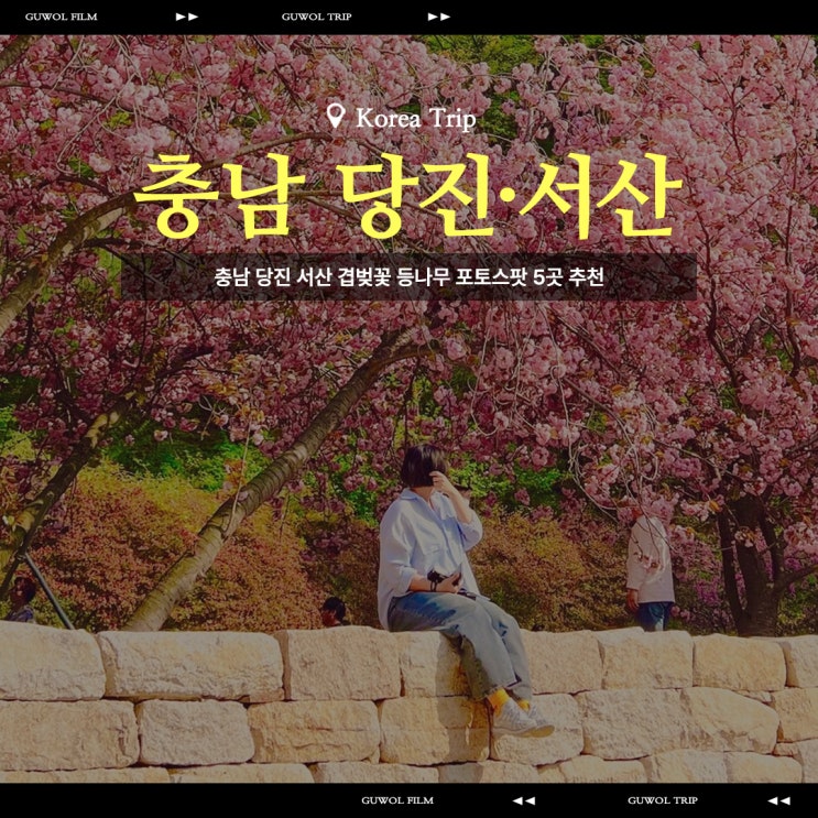  충남 당진 서산 겹벚꽃 등나무 포토스팟 5곳 추천 (25.04.26 기준)