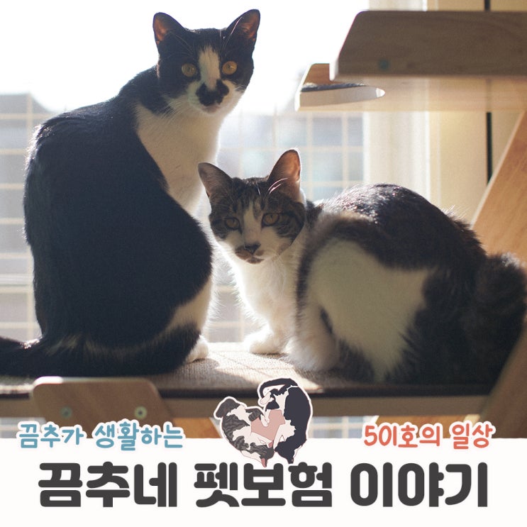  5월부터 변경되는 펫보험 꼭 가입해야할까