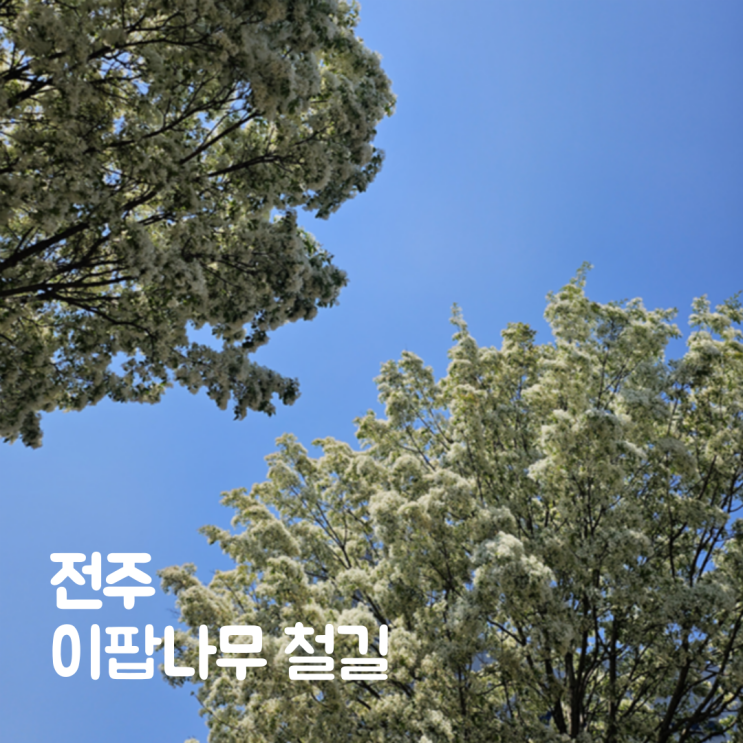  전주 팔복예술공장 이팝나무 철길 개방 축제 주차 실시간