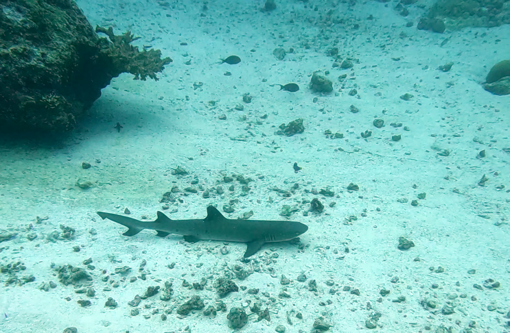  팔라우 화이트팁 리프샤크 만났어요 Palau Whitetip Reef Shark