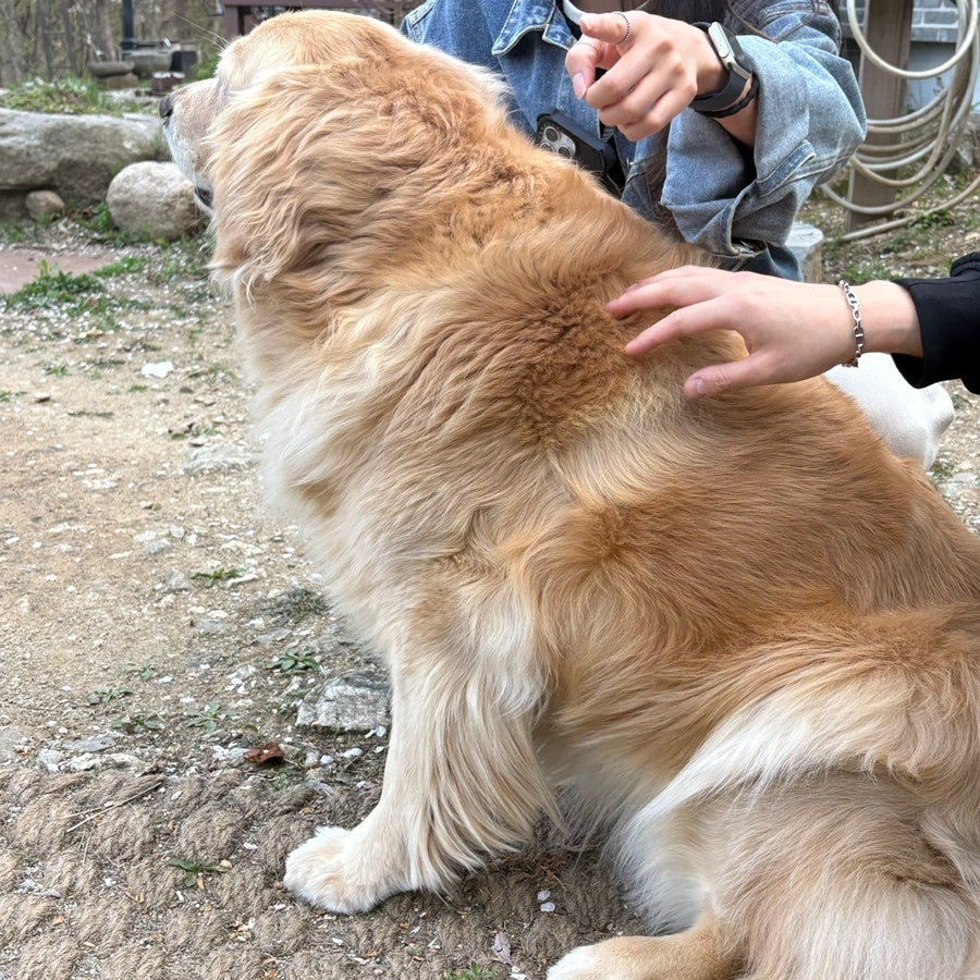 포레휴 사진 4