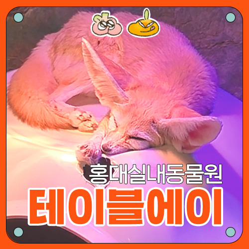  [실내 동물원] 홍대 테이블에이 후기