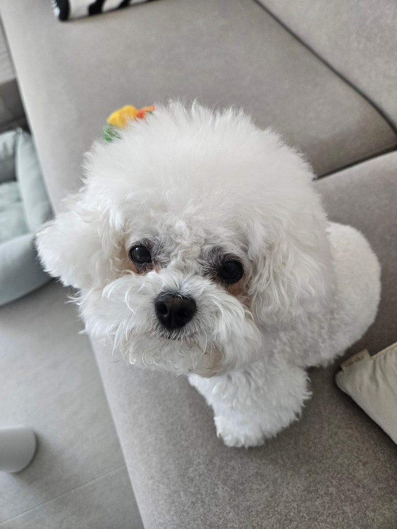 강아지 눈물 영양제 쇼미플러스 구매 후기